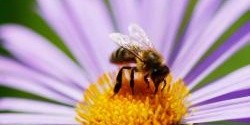 Co nás také může potkat o prázdninách? Včelí, vosí, sršní, komáří nebo čmeláčí bodnutí. 