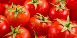 Jak na pěstování rajčat a co všechno se z nich dá připravit?